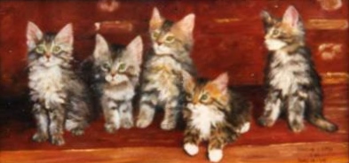 Maine Coon Kittens
