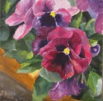 Pansies